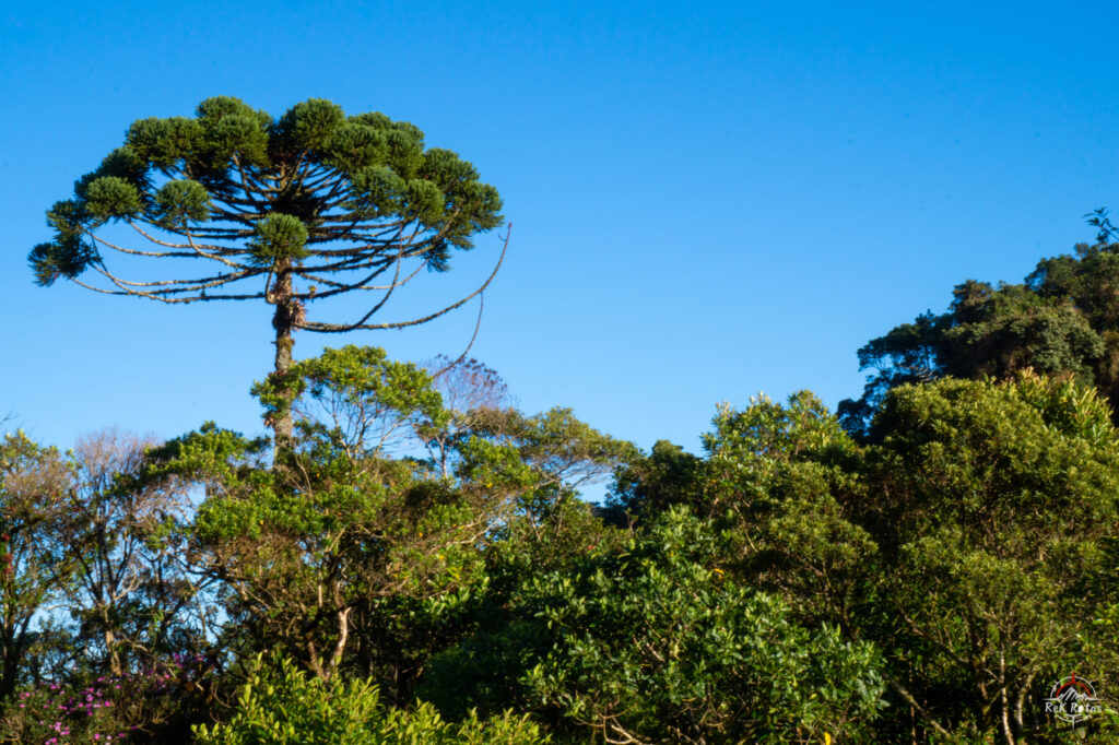 Araucária avistada no PN Serra da Bocaina