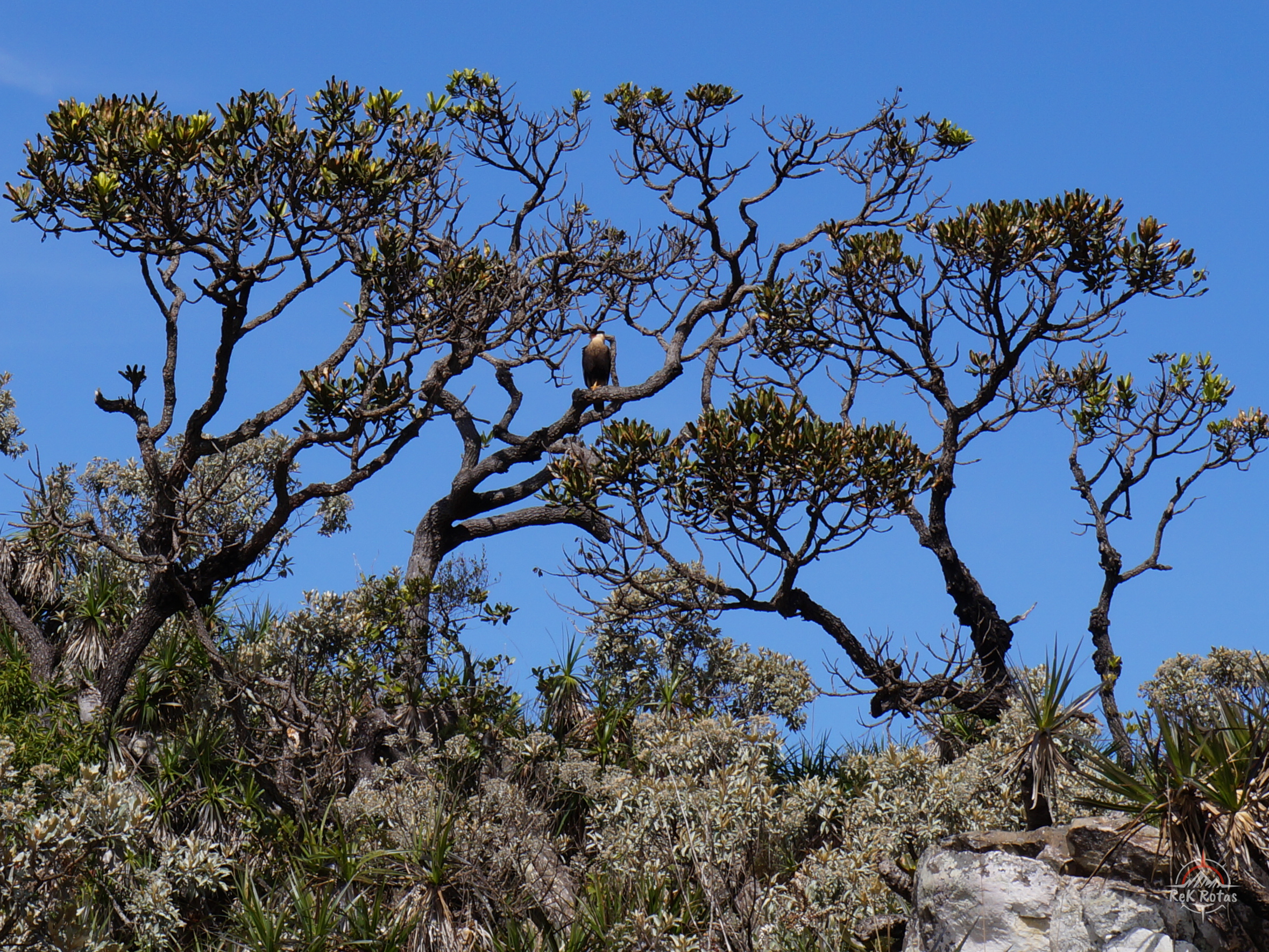 Fauna no Parque Nacional da Serra da Canastra.